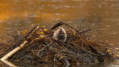 Hello, Mr. Beaver!