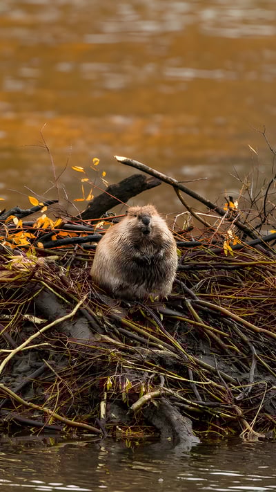 North American beaver, Moran, Wyoming (© Enrique Aguirre Aves/Getty Images) mobile wallpaper