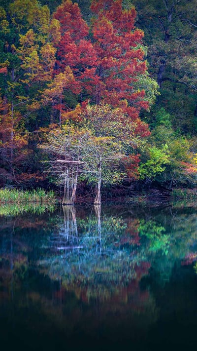 Beavers Bend Resort Park near Broken Bow, Oklahoma (© Inge Johnsson/Alamy) mobile wallpaper