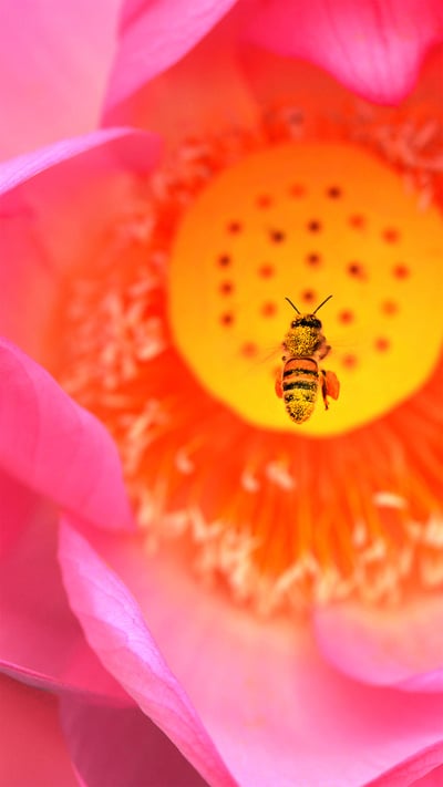 A bee dives into a lotus flower at Kenilworth Park and Aquatic Gardens in Washington, DC (© Linda Davidson/The Washington Post via Getty Images) mobile wallpaper