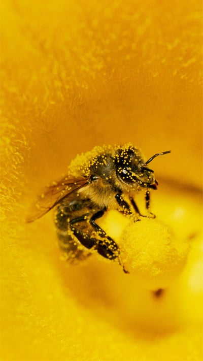 Pollen-covered honey bee on a pumpkin flower (© Konrad Wothe/Minden Pictures) mobile wallpaper