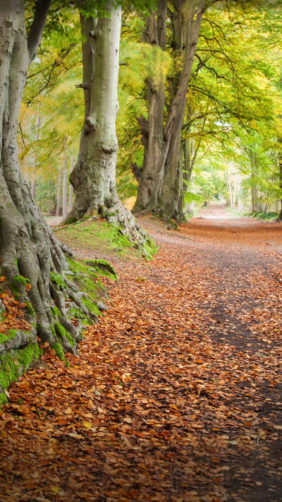 Beech trees, Harlestone Firs, Northamptonshire, England (© Andrew Baskott/Alamy) mobile wallpaper