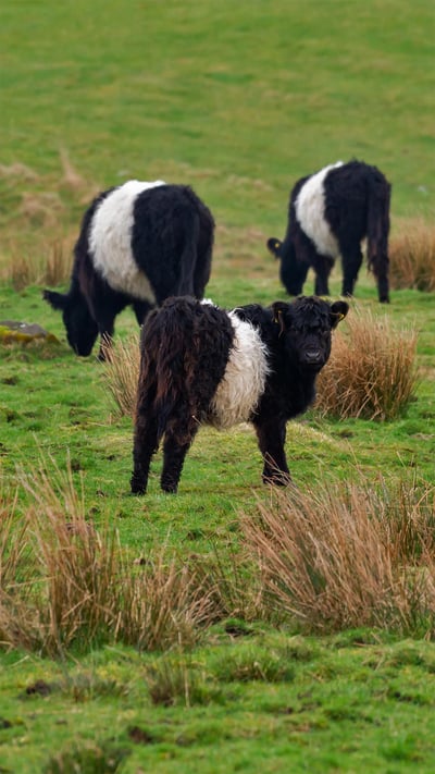 Belted Galloway cows in Scotland (© JohnFScott/Getty Images) mobile wallpaper