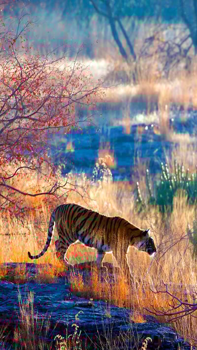 Bengal tiger in Ranthambore National Park, Rajasthan, India (© eROMAZe/E+/Getty Images) mobile wallpaper