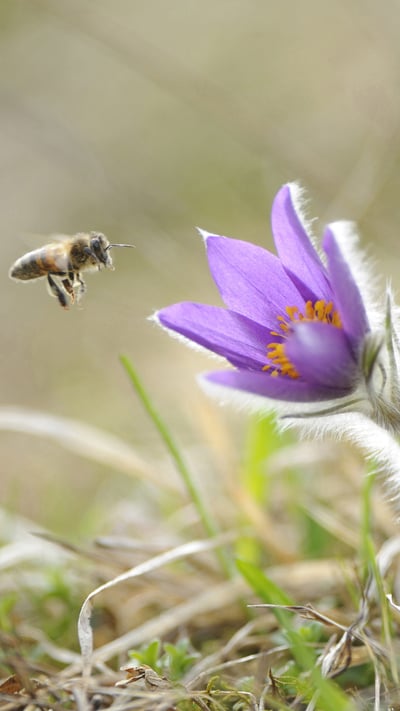 Honigbiene im Anflug auf die Blüte einer Gewöhnlichen Kuhschelle (Pulsatilla vulgaris), Oberpfalz, Bayern, Deutschland (© Radius Images/Offset) mobile wallpaper