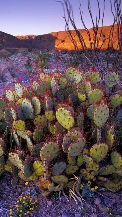 Prickly pear cactus, Big Bend National Park, Texas (© Tim Fitzharris/Minden Pictures) mobile wallpaper