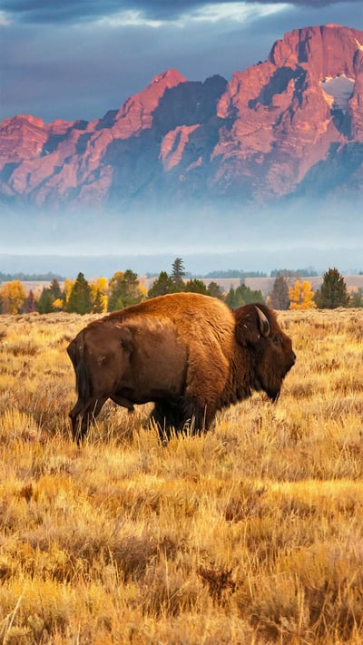 Bison in Grand Teton National Park, Wyoming (© Brian Evans/Getty Images) mobile wallpaper