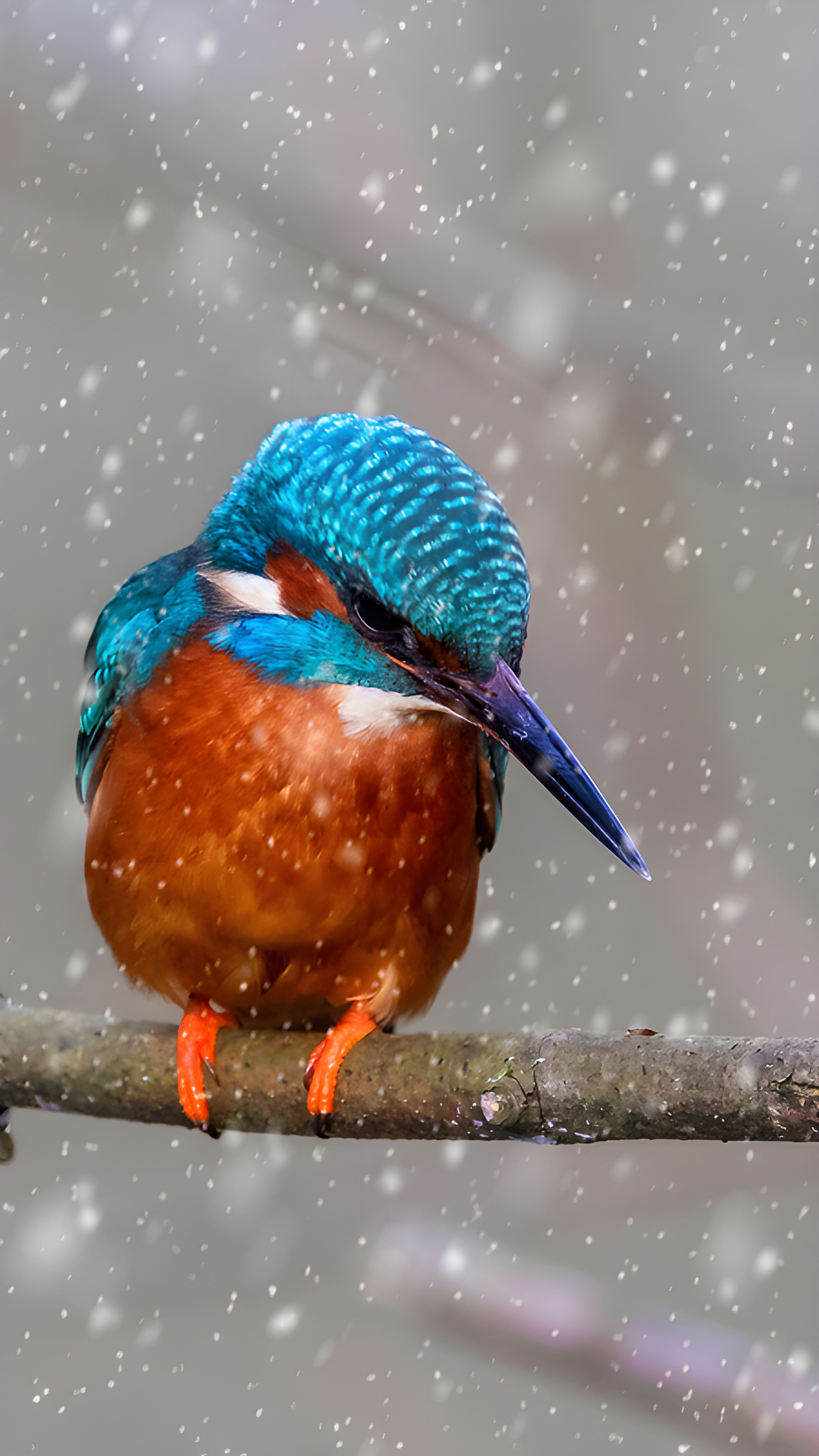 A kingfisher perched on a branch (© NJphoto/Alamy Stock Photo) mobile wallpaper
