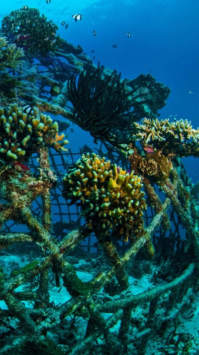 Biorock artificial reef off the Gili Islands, Indonesia (© fenkieandreas/Getty Images Plus) mobile wallpaper