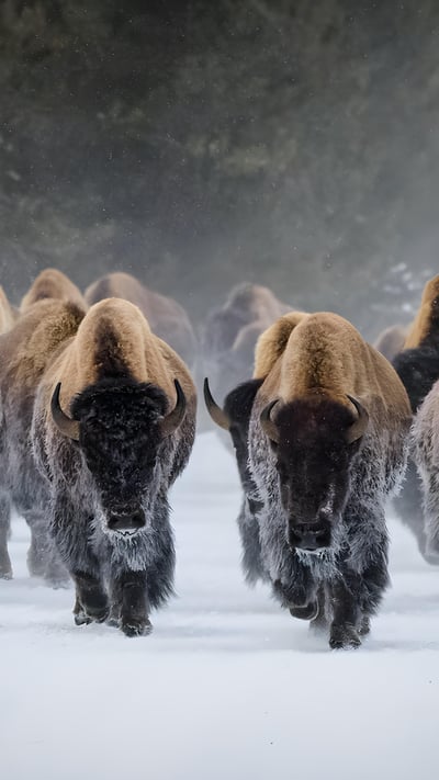 American bison, Yellowstone National Park, Wyoming (© Gary Gray/Getty Images) mobile wallpaper