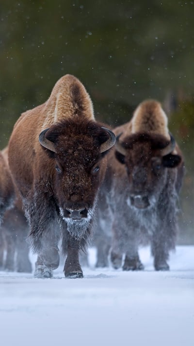Bison at Yellowstone National Park, Wyoming (© Danny Green/Minden Pictures) mobile wallpaper