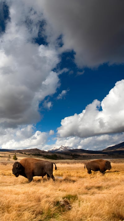 American bison in Yellowstone National Park, Wyoming (© Ian Shive/TANDEM Stills + Motion) mobile wallpaper