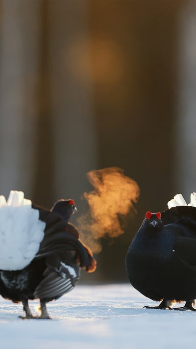 Black grouse males in Kuusamo, Finland (© Markus Varesvuo/Minden Pictures) mobile wallpaper