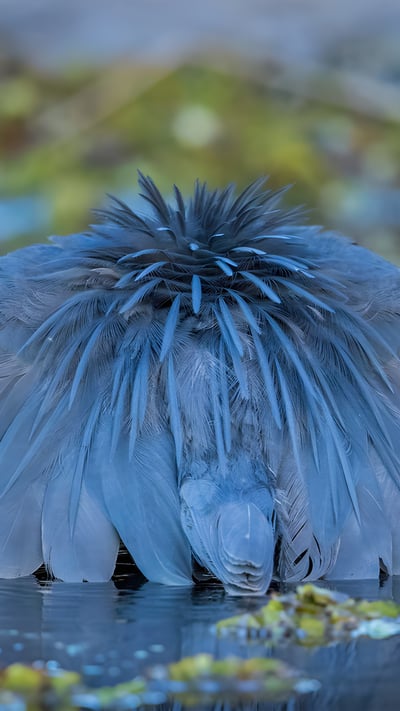 A black heron canopy feeding, Chobe National Park, Botswana (© Paul Souders/Minden Pictures) mobile wallpaper