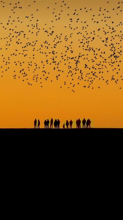 Starlings in the wetlands between Denmark and Germany (© Viking/Alamy) mobile wallpaper