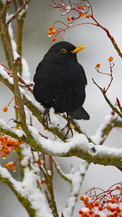 Blackbird in Essex, England (© Bill Coster/Alamy) mobile wallpaper