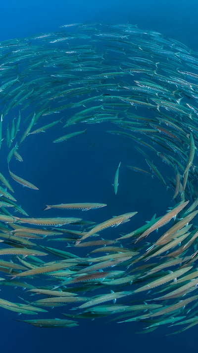 School of blackfin barracuda, Shark Reef, Ras Mohammed National Park, Sinai Peninsula, Egypt (© Alex Mustard/Nature Picture Library) mobile wallpaper