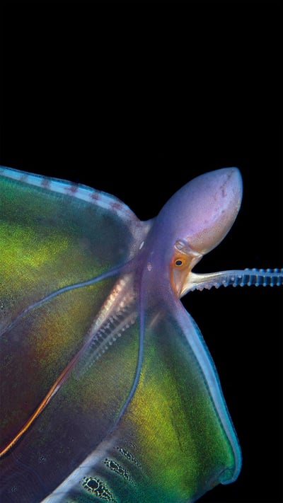 Blanket octopus in Palm Beach, Florida (© Steven Kovacs/Minden Pictures) mobile wallpaper