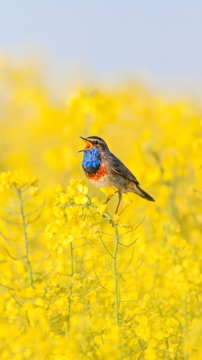A bluethroat singing in a field (© Zwilling330/iStock/Getty Images Plus) mobile wallpaper