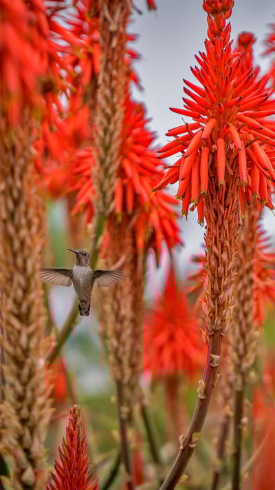 Hummingbird near blooming aloe plants in Laguna Beach, California (© Aurora Photos/Offset) mobile wallpaper
