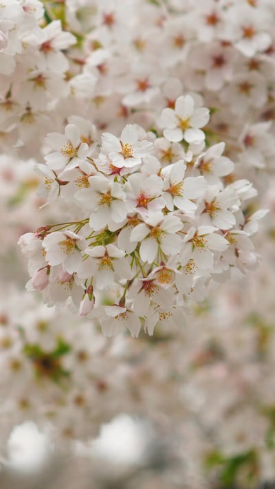 Cherry blossoms, Queen Elizabeth Park, Vancouver, Canada (© Harris Hui/Getty Images) mobile wallpaper