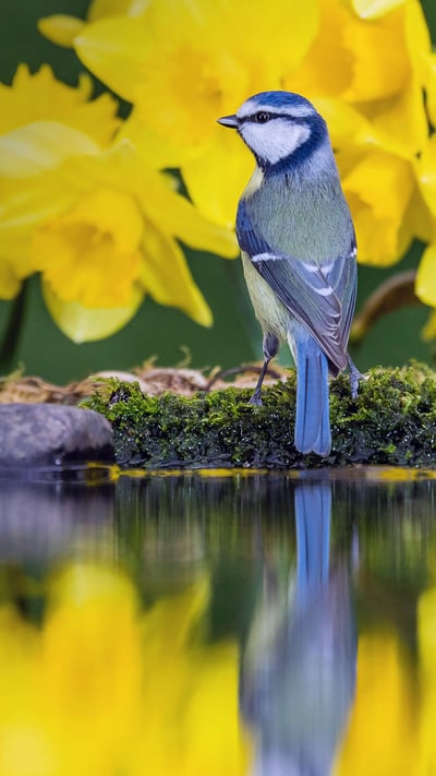 A blue tit amongst daffodils in Mid Wales, United Kingdom (© Philip Jones/Alamy) mobile wallpaper
