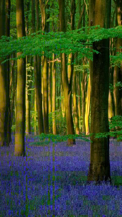 Bluebells in Micheldever Wood, Hampshire (© Hursley/Getty Images Plus) mobile wallpaper