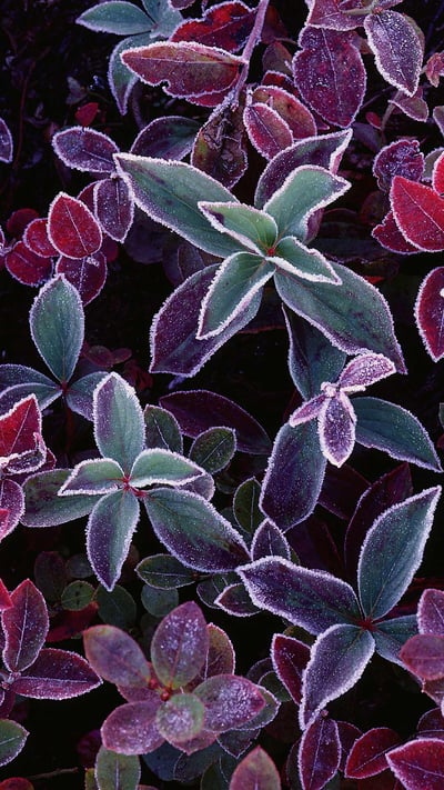 蓝莓植物上的霜,加拿大新不伦瑞克 (© Freeman Patterson/Masterfile) mobile wallpaper