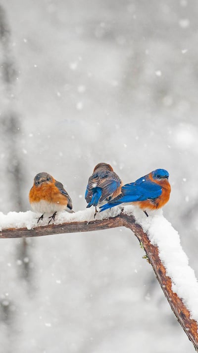 Eastern bluebirds in Charlotte, North Carolina (© Elizabeth W. Kearley/Getty Images) mobile wallpaper
