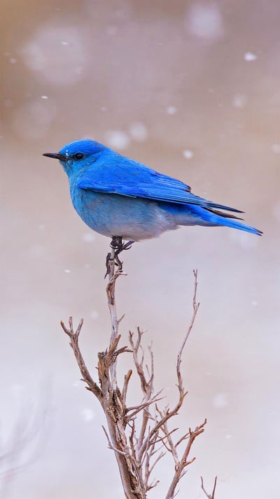 Male mountain bluebird in Yellowstone National Park, Wyoming (© Jason Savage/Tandem Stills + Motion) mobile wallpaper