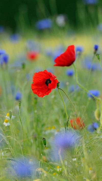 Blumenwiese mit Klatschmohn (Papaver rhoeas) und Kornblumen (Centaurea cyanus), Nordrhein-Westfalen, Deutschland (© imageBROKER/Alamy Stock Photo) mobile wallpaper