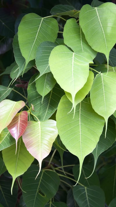 Bodhi Tree in Bodh Gaya, India (© Rosita So Image/Getty Images) mobile wallpaper