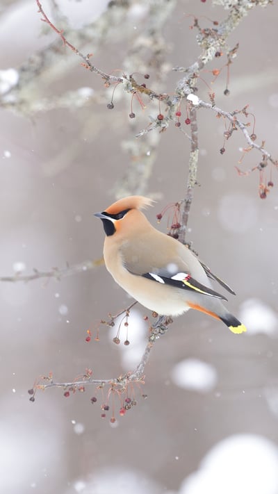キレンジャク (© sandpiper/adobe stock) mobile wallpaper