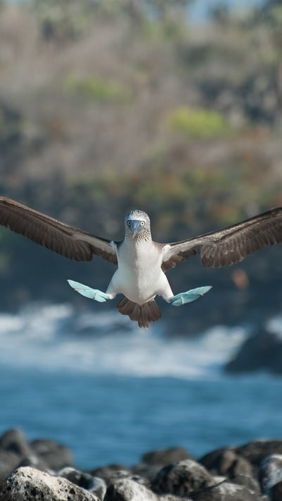 Blue-footed booby, Galápagos Islands, Ecuador (© Tui De Roy/Minden Pictures) mobile wallpaper