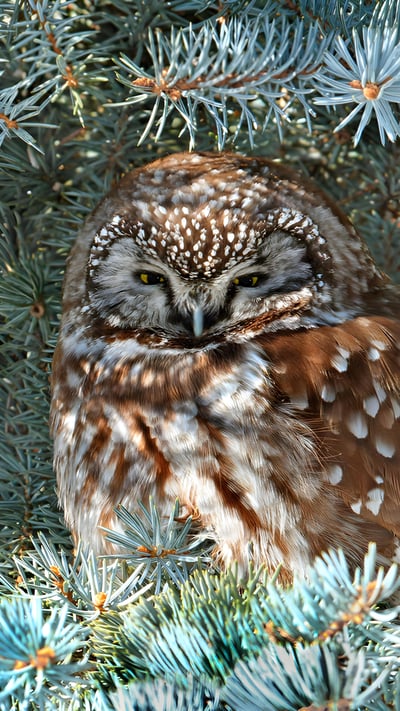 Boreal owl, Saskatchewan, Canada (© Nick Saunders/Minden Pictures) mobile wallpaper