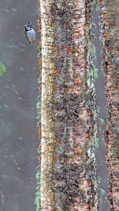 A European crested tit weathers a storm in Scotland (© Ben Hall/Minden Pictures) mobile wallpaper