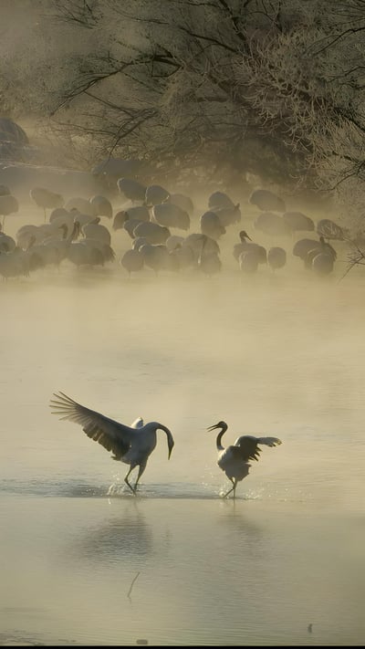 Red-crowned crane bowing to his mate in Hokkaido, Japan (© Steve Bloom Images/Alamy) mobile wallpaper