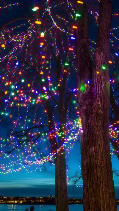 Christmas lights on trees at dusk, Vancouver, Canada (© Stuart Dee/Getty Images) mobile wallpaper