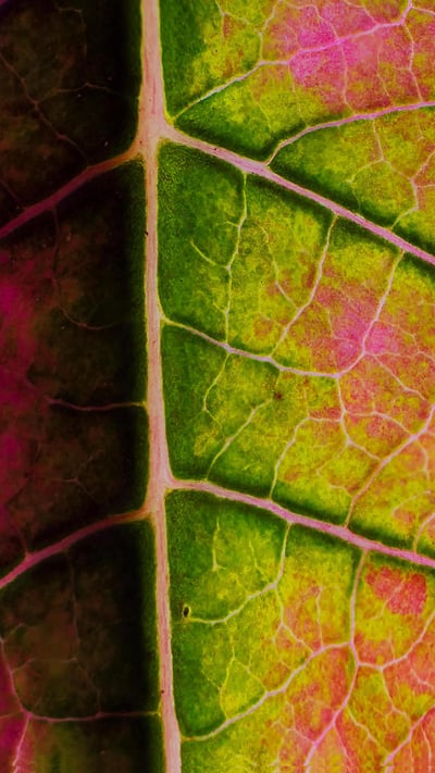 Poinsettia leaf close-up (© Charles Floyd/Alamy) mobile wallpaper