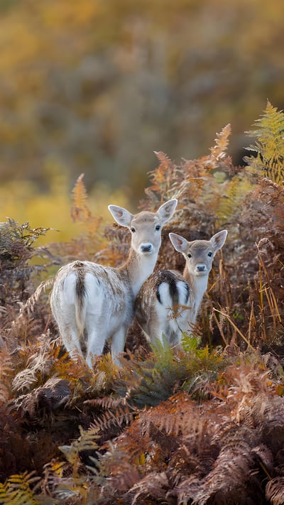 Fallow deer in Bradgate Park, Leicestershire, England (© Chris Bainbridge/Alamy) mobile wallpaper