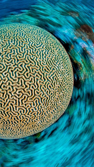Symmetrical brain coral on a reef in the Caribbean Sea near Grand Cayman, Cayman Islands (© Alex Mustard/Minden Pictures) mobile wallpaper