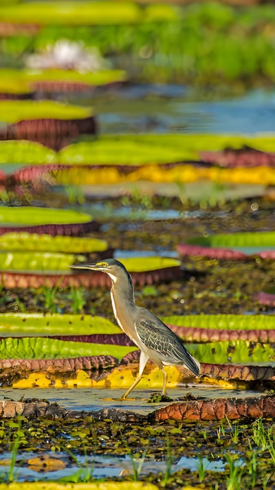 Striated heron on a Victoria water lily, Pantanal, Brazil (© Gerald Corsi/Getty Images) mobile wallpaper