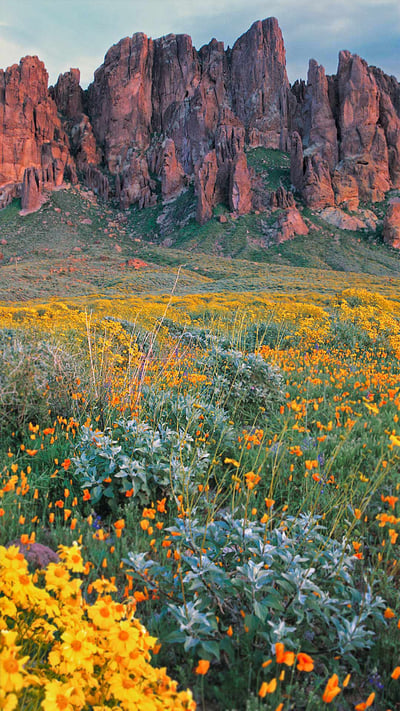Wildflowers in bloom at Lost Dutchman State Park in Arizona (© Tim Fitzharris/Minden Pictures) mobile wallpaper