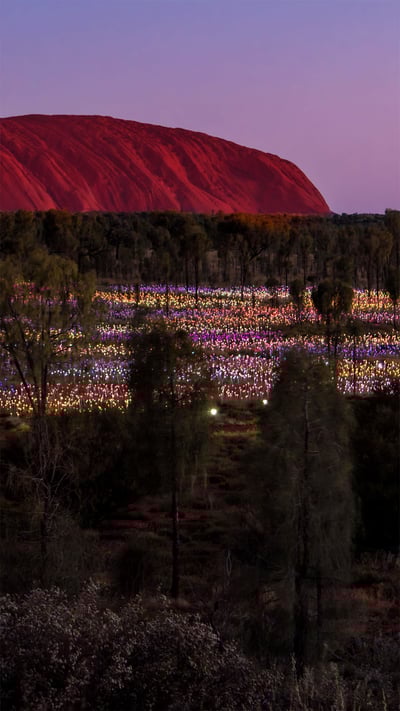 'Field of Light' by artist Bruce Munro at Uluru, Australia (© Sheralee Stoll/Alamy) mobile wallpaper