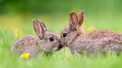 The Easter Bunny is coming to town