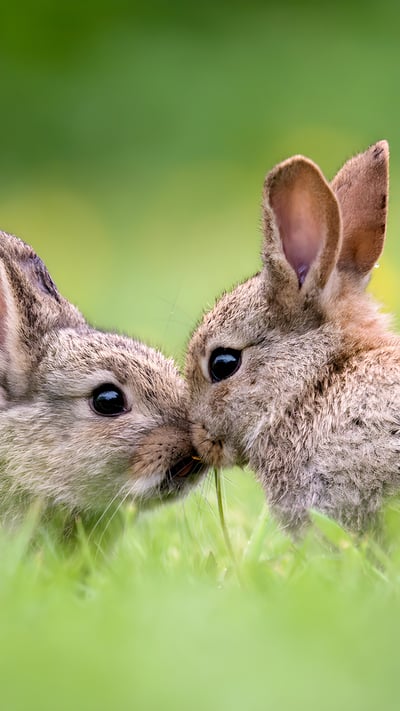 Wild baby rabbits in spring (© Fiona McAllister Photography/Getty Images) mobile wallpaper