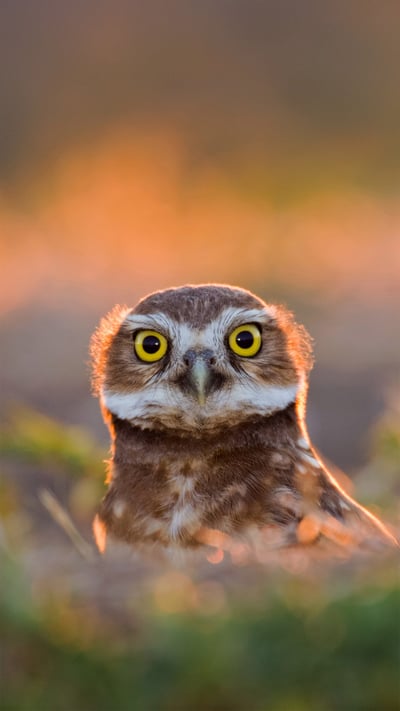 An adult burrowing owl emerges from its burrow at sunset in Davis, California (© Neil Losin/Tandem Stills + Motion) mobile wallpaper