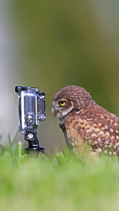 Burrowing owlet posing in Cape Coral, Florida (© mlorenzphotography/Getty Images) mobile wallpaper