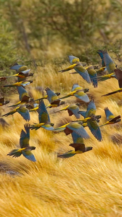 Burrowing parrots in Las Lajas, Argentina (© Cagan Hakki Sekercioglu/Getty Images) mobile wallpaper