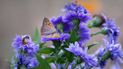 Les sentinelles de la biodiversité